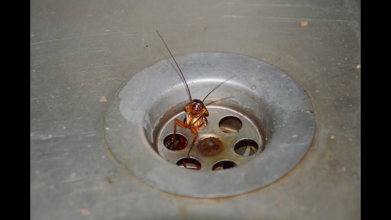 Drain & Pipe Treatment