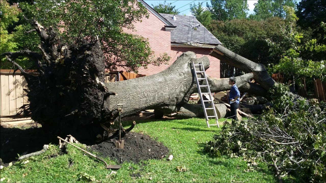 Tree & Branch Removal