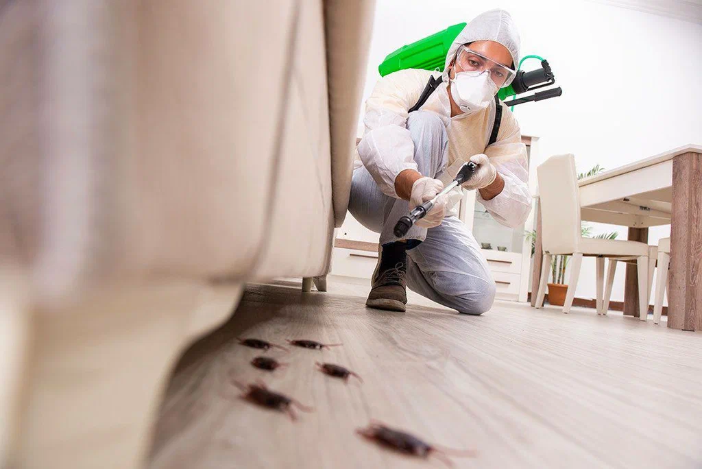 Cockroach extermination services in Dubai