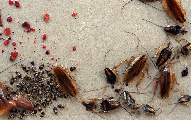 Cockroach Inspection & Identification