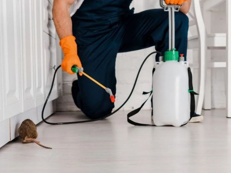Rodent removal and control services in Dubai