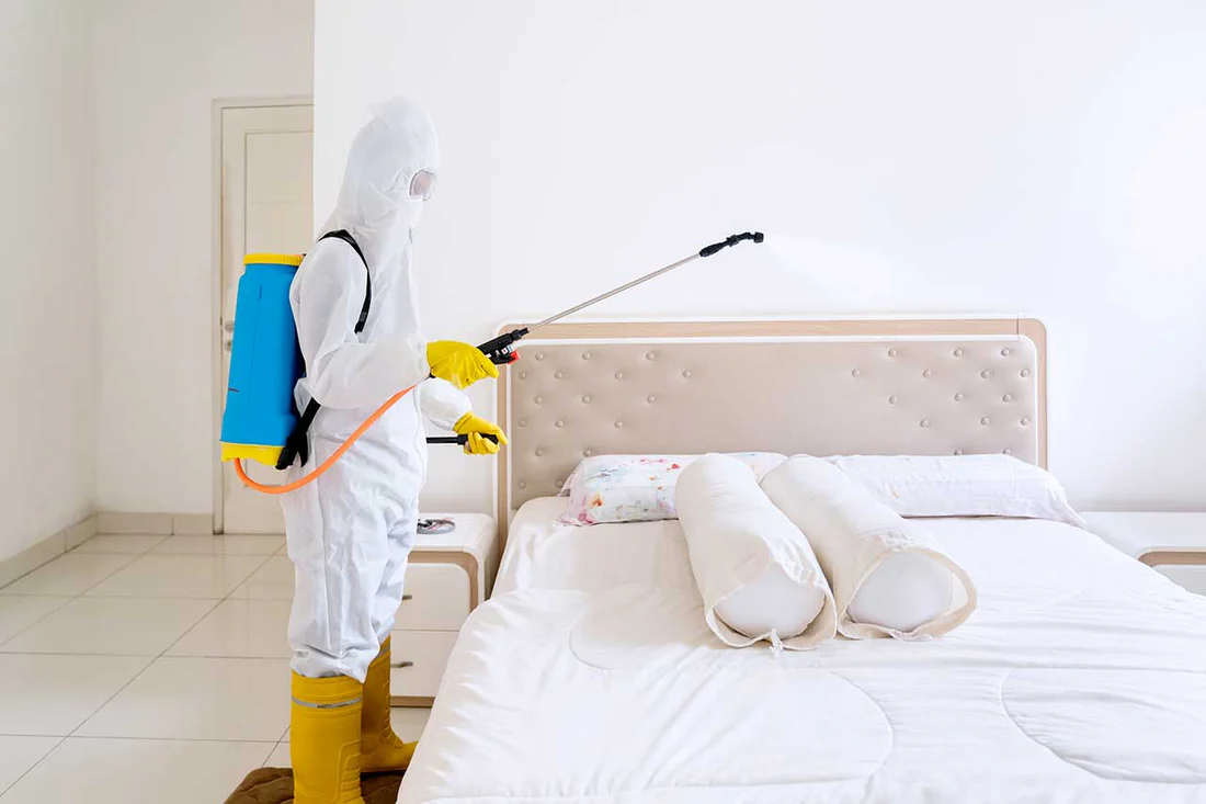 Professional bed bug treatment service in Dubai